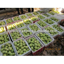 Hot sale,Shandong Pear from Origin